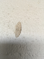 Trigrammia quadrinotaria