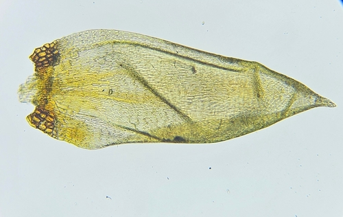 Image of Pseudohygrohypnum eugyrium by (c) Helen Waterman, some rights reserved (CC BY)