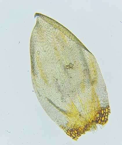 Image of Pseudohygrohypnum eugyrium by (c) Helen Waterman, some rights reserved (CC BY)