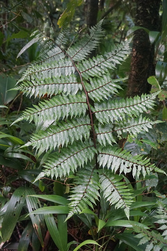 Cyathea aspera