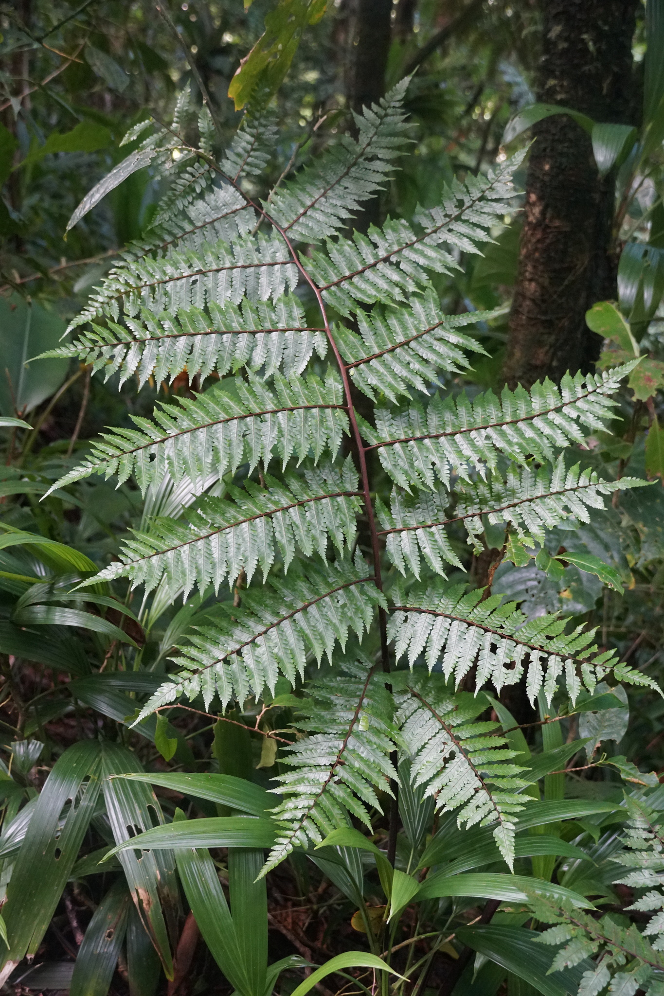 Cyathea aspera