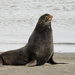 Northern Fur Seal - Photo (c) Yinan Li, some rights reserved (CC BY-NC), uploaded by Yinan Li