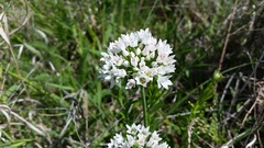 Allium canadense