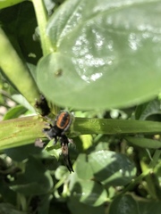 Phidippus johnsoni