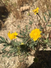 Chaenactis glabriuscula