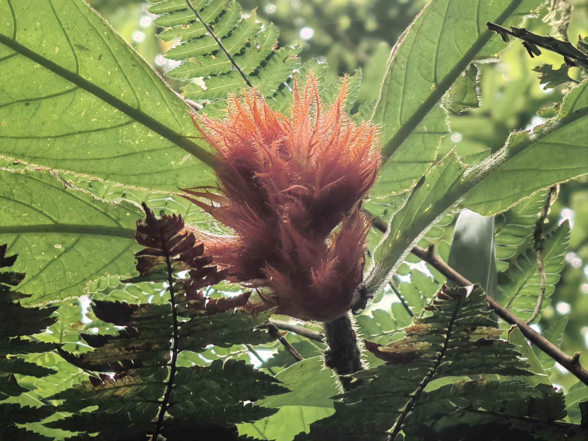 Imagem de Escova-de-macaco