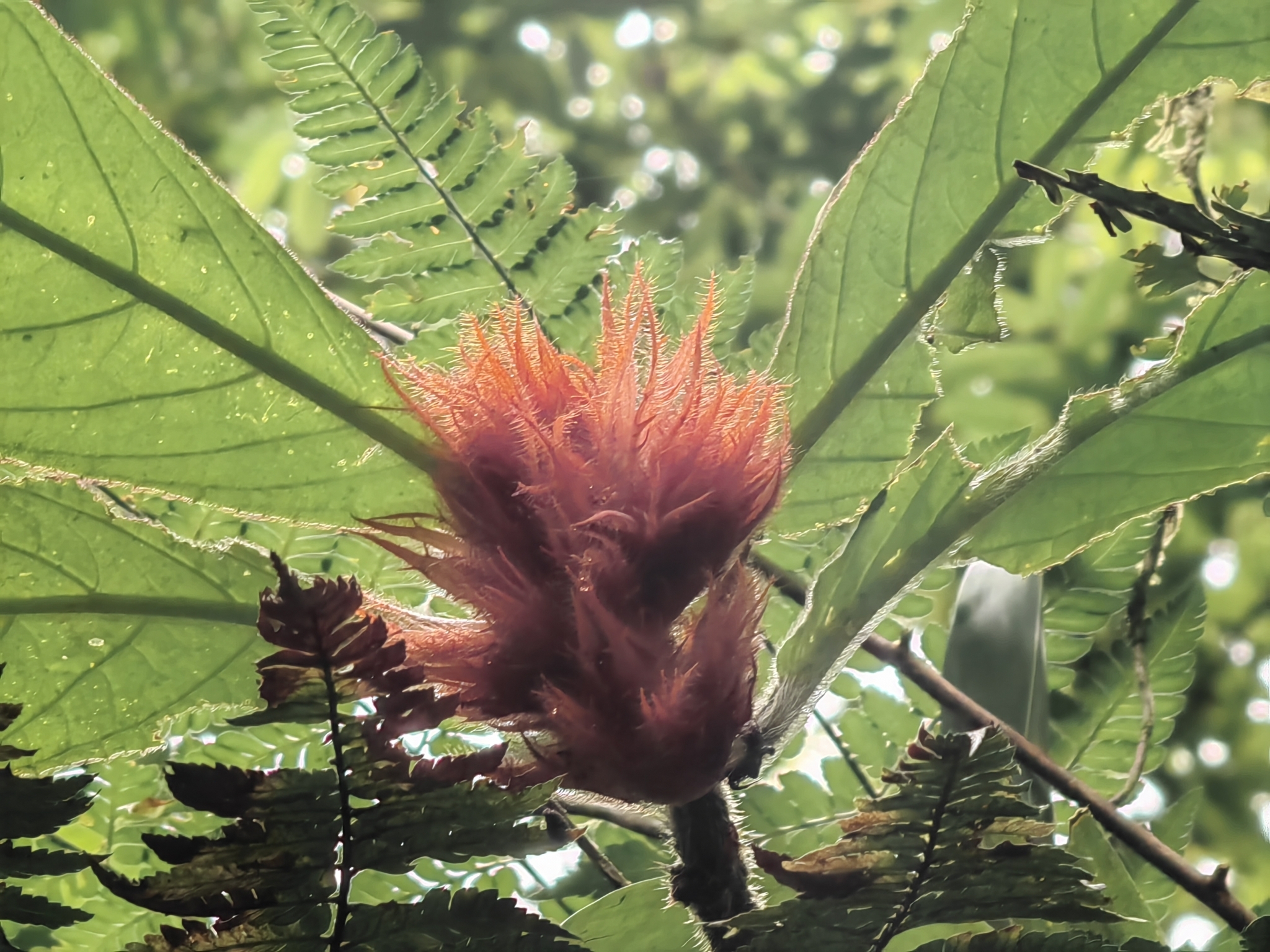 Imagem de Escova-de-macaco