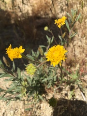 Chaenactis glabriuscula