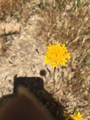 Chaenactis glabriuscula