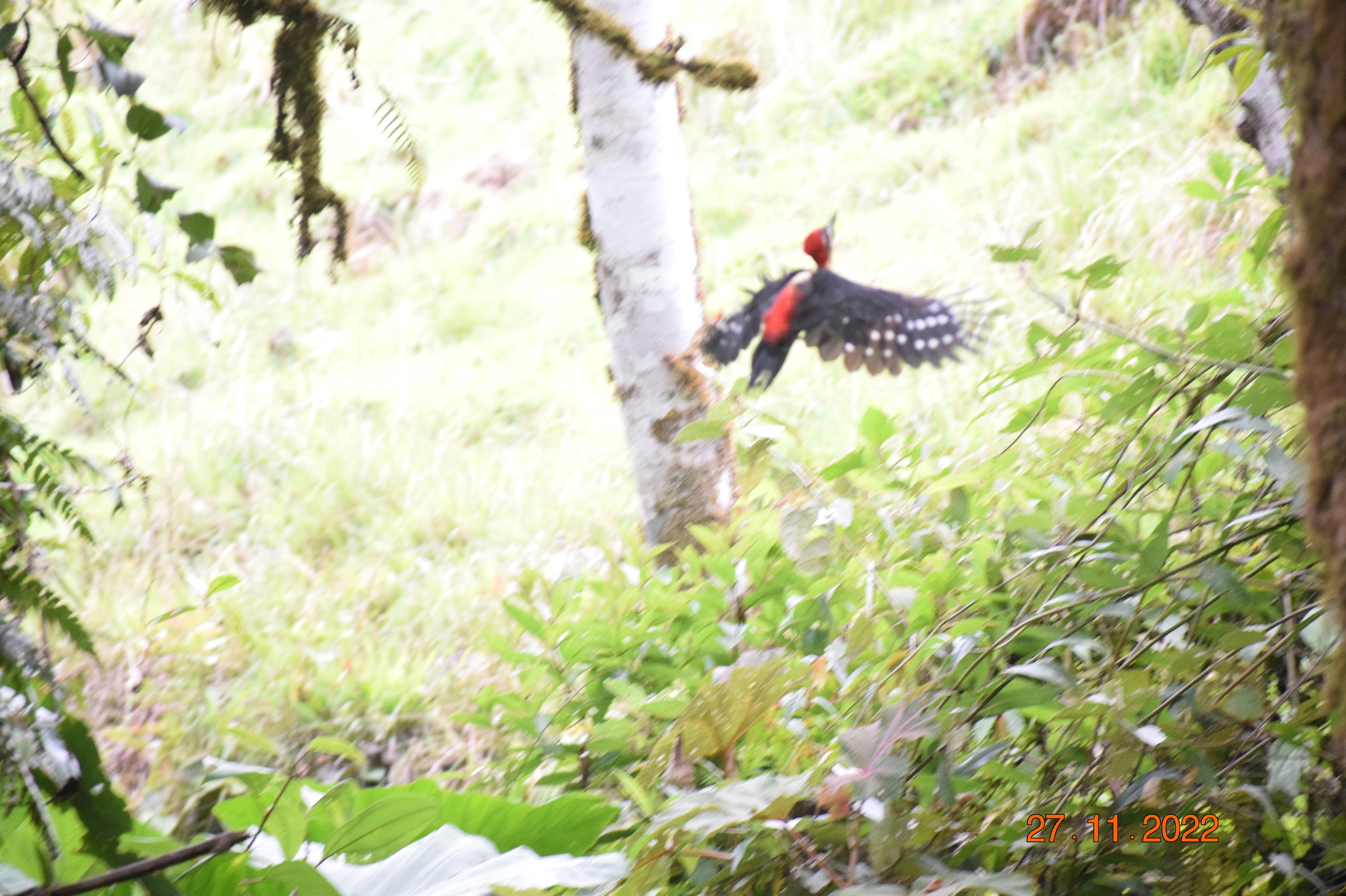 Crimson-bellied Woodpecker (Campephilus haematogaster), photo 3
