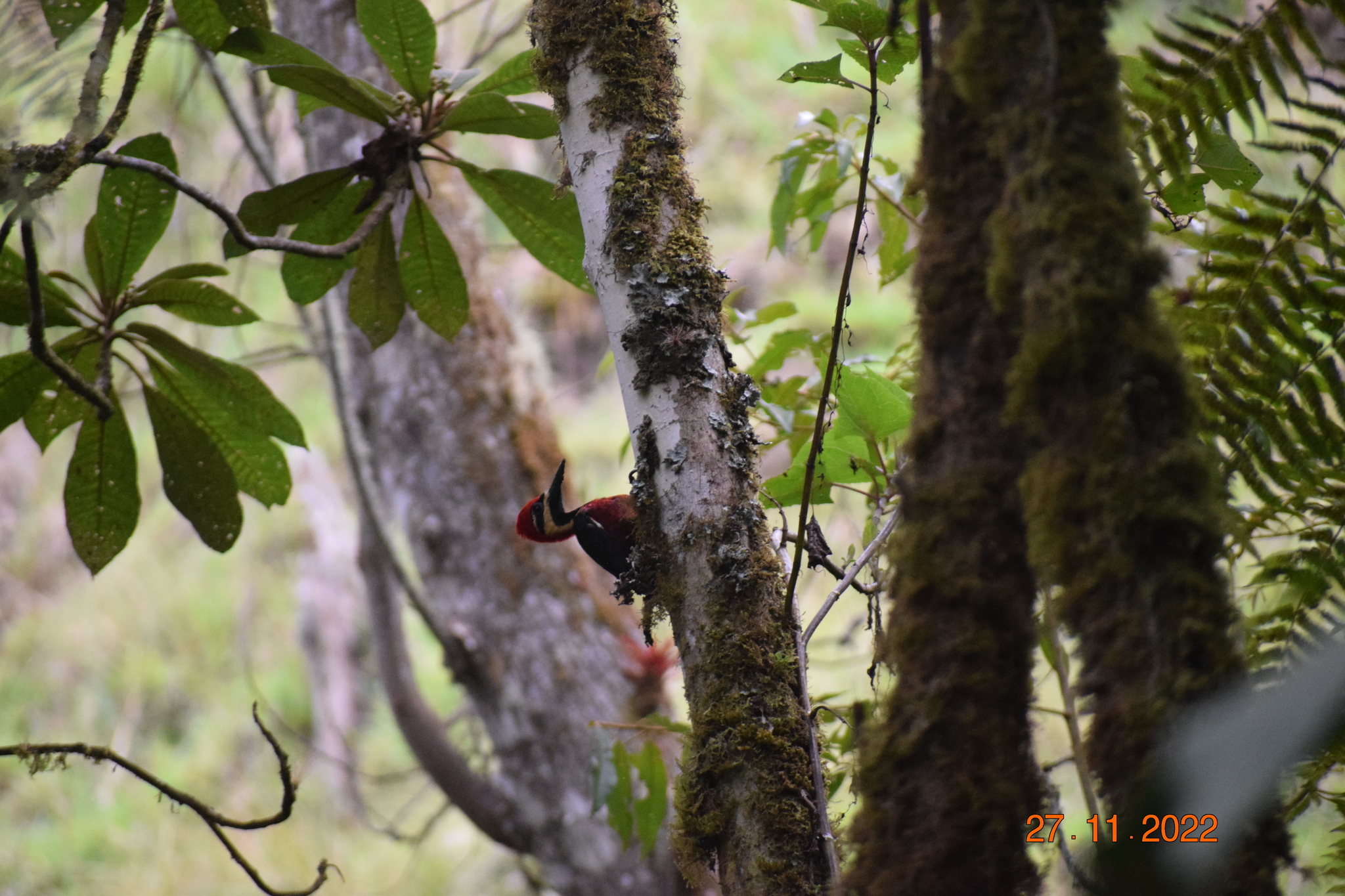 Crimson-bellied Woodpecker (Campephilus haematogaster), photo 5