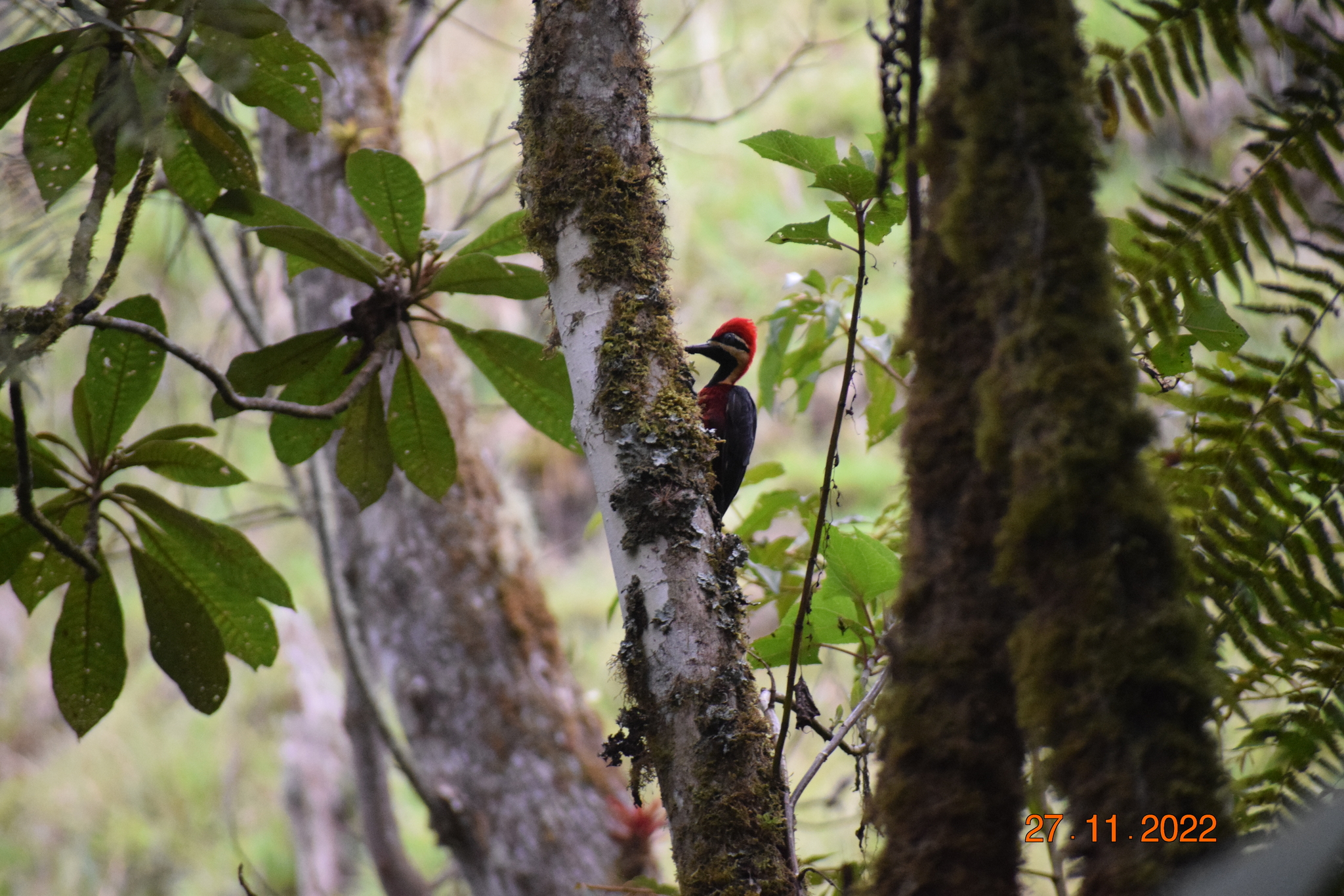 Crimson-bellied Woodpecker (Campephilus haematogaster), photo 2