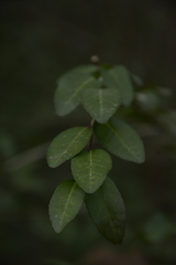 Ilex vomitoria image