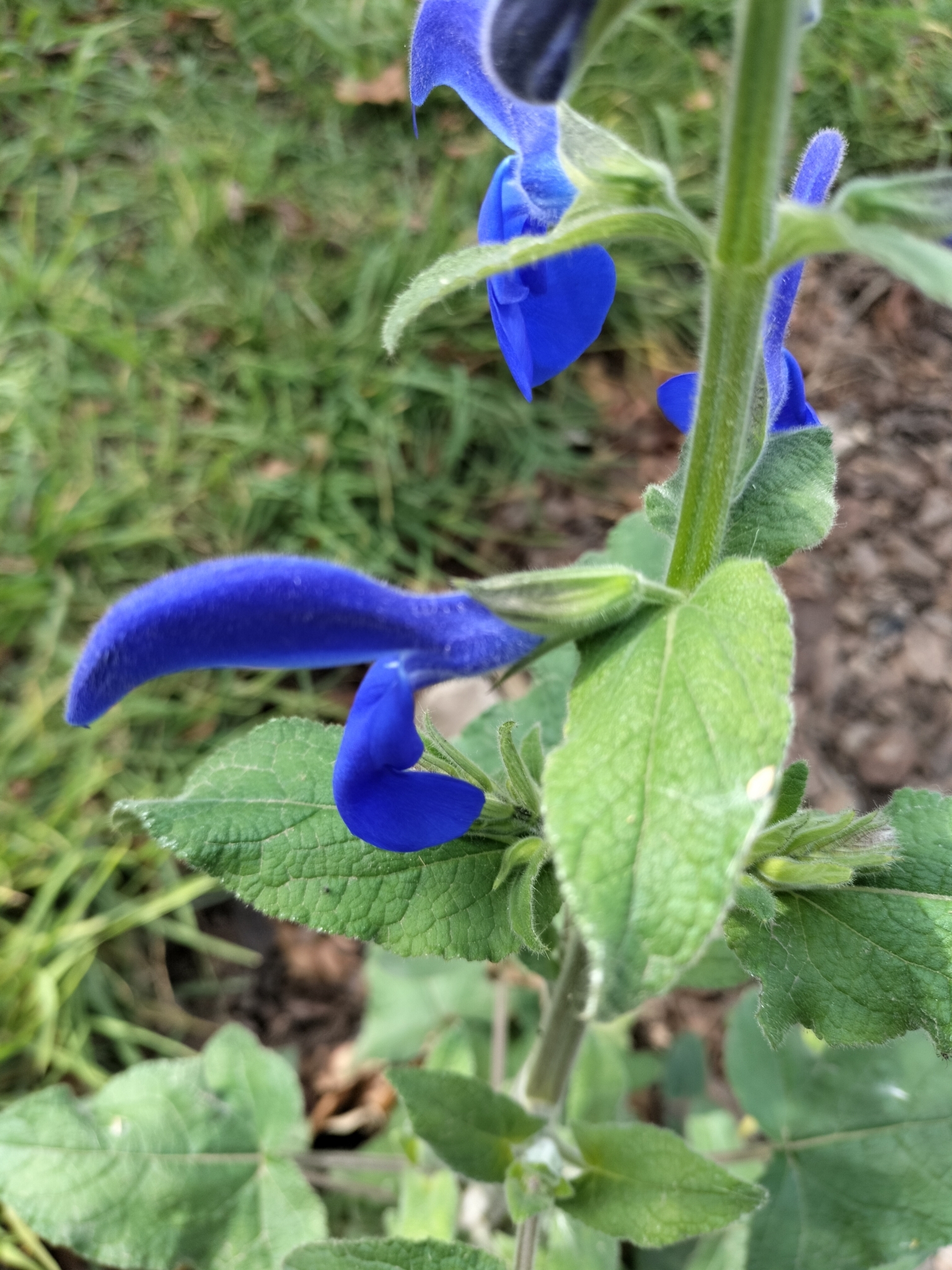 Imagem de Sálvia-azul