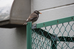 Spodiopsar cineraceus