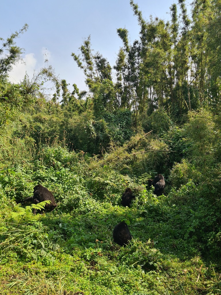 Mountain Gorilla In January 2024 By Mayur INaturalist   Large 