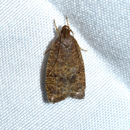 Dotted Leaftier