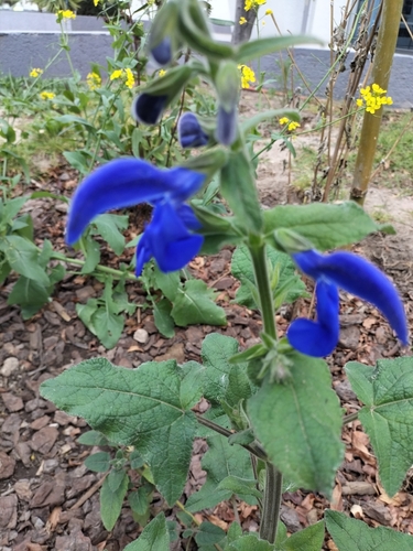 Foto de Sálvia-azul