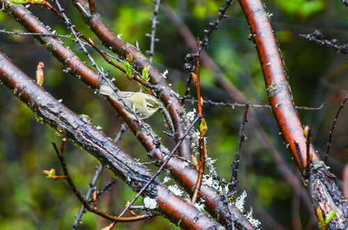 Sichuan Leaf Warbler (Phylloscopus forresti), photo 4