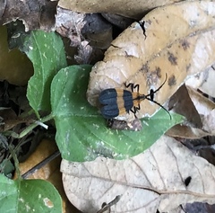 Calopteron discrepans