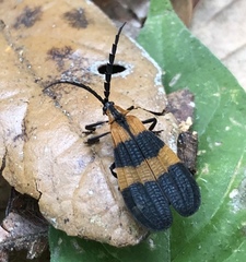 Calopteron discrepans