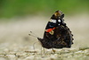Old World Red Admiral - Photo (c) xulescu_g, some rights reserved (CC BY-SA)
