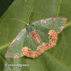 Eucyclodes albisparsa