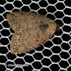Anachrostis
