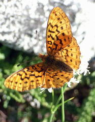 Boloria epithore