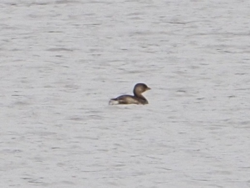 Pied-billed Grebe in January 2024 by Eric Blomberg · iNaturalist