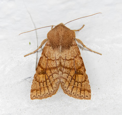 Orthosia ferrigera