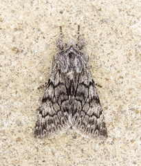 Pleromelloida conserta