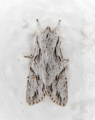 Egira crucialis