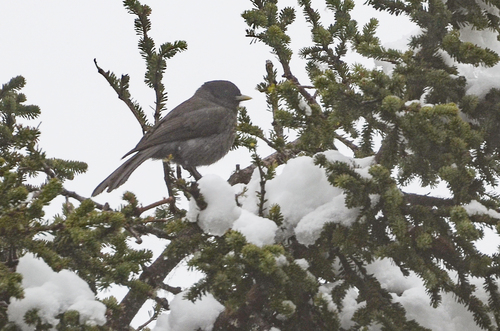 Sichuan Jay (Perisoreus internigrans), photo 4