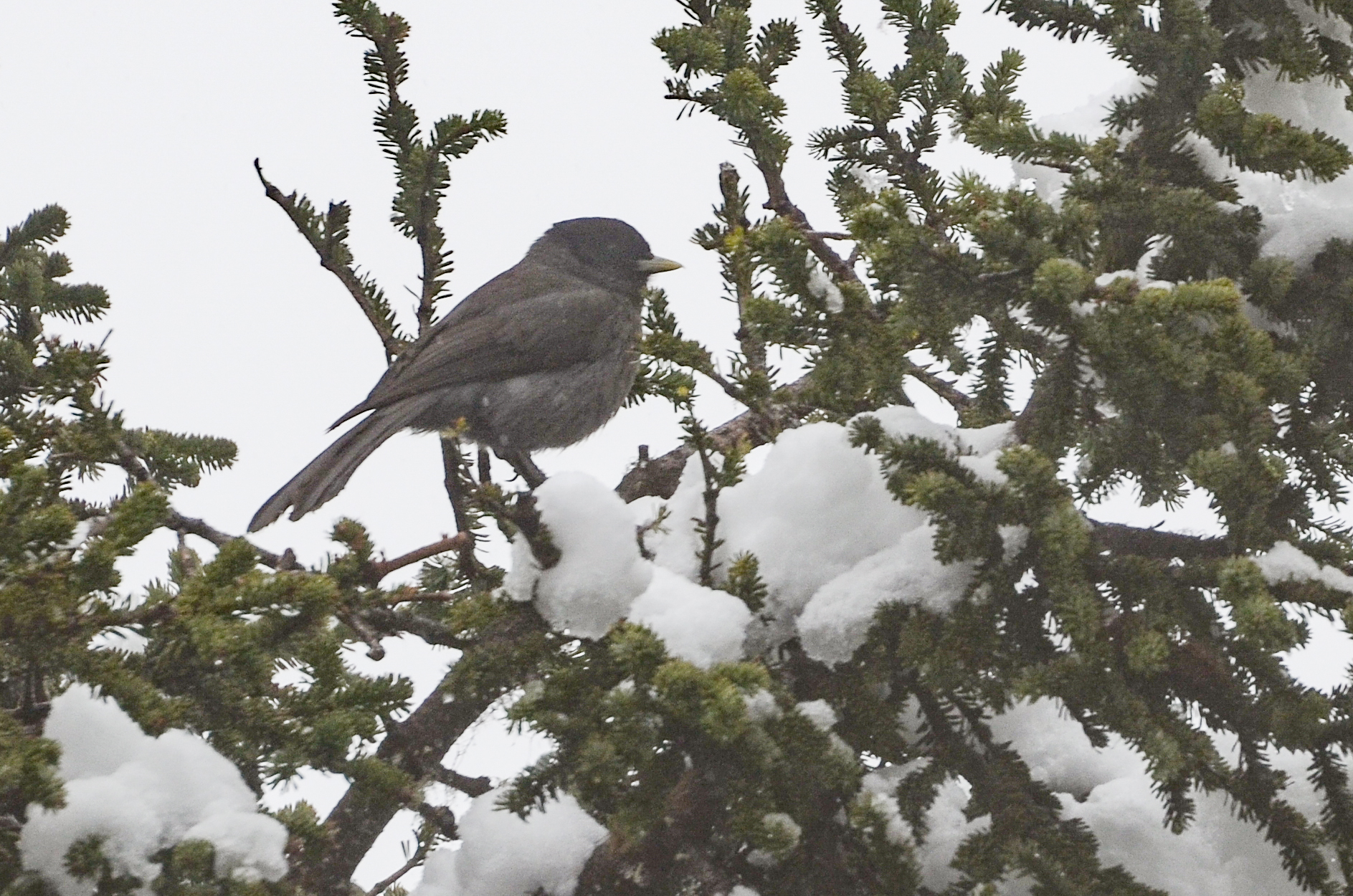 Sichuan Jay (Perisoreus internigrans), photo 4