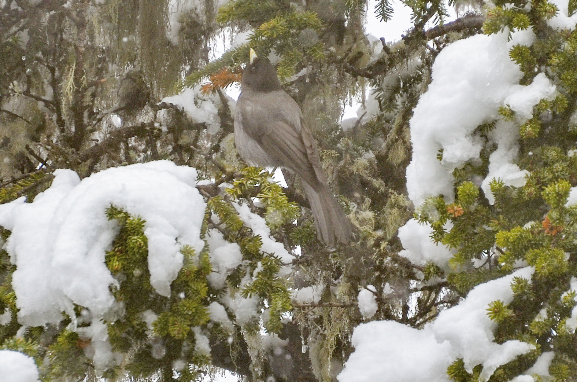 Sichuan Jay (Perisoreus internigrans), photo 5