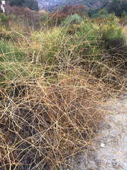 Lepidospartum squamatum