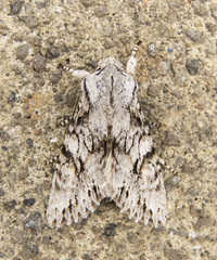 Egira simplex