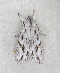 Egira crucialis