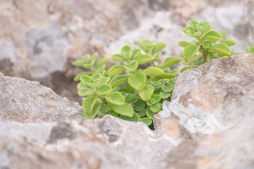 Coleus socotranus, photograph 6