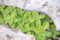 Coleus socotranus, photograph (c) Morten Ross, some rights reserved (CC BY)