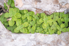 Coleus socotranus, photograph (c) Morten Ross, some rights reserved (CC BY)