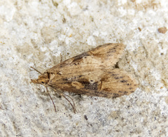 Ellabella editha