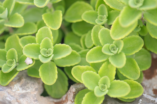 Coleus socotranus, photograph 2