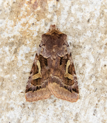 Cerastis enigmatica