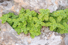 Coleus socotranus, photograph (c) Morten Ross, some rights reserved (CC BY)