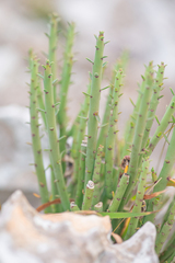 Euphorbia schimperi, photograph (c) Morten Ross, some rights reserved (CC BY)