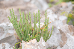 Euphorbia schimperi, photograph (c) Morten Ross, some rights reserved (CC BY)