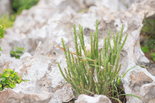 Euphorbia schimperi, photograph 6