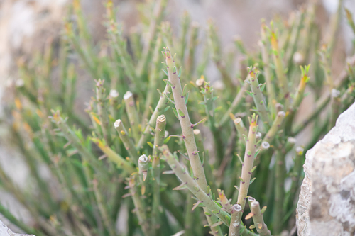 Euphorbia schimperi, photograph 2